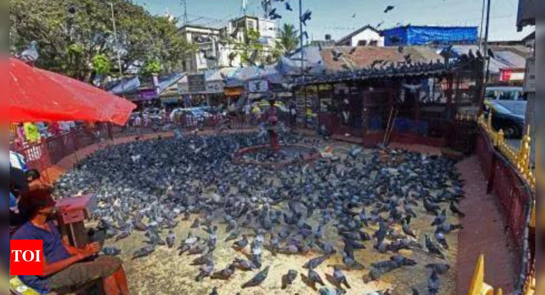 Dadar Kaburtarkhana: Can allow pigeon-feeding for 2 hours, says BMC; HC sets up panel on health impact