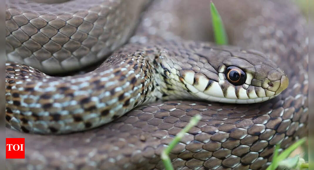 Snake enters car and is rescued near Amloh road in Ludhiana