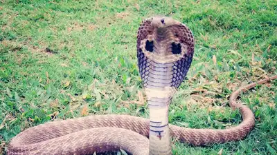 How to keep snakes out during monsoon: 5 easy tips that actually work