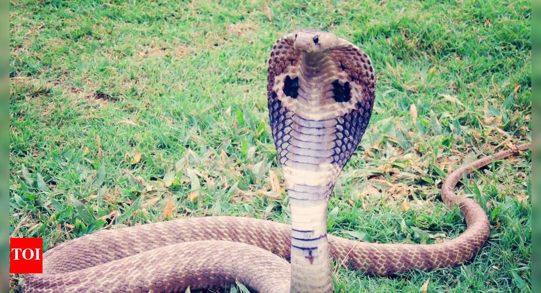 How to keep snakes out during monsoon: 5 easy tips that actually work