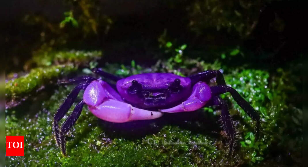 Rare purple Sirindhorn crab spotted in Thailand’s Kaeng Krachan National Park; check pictures