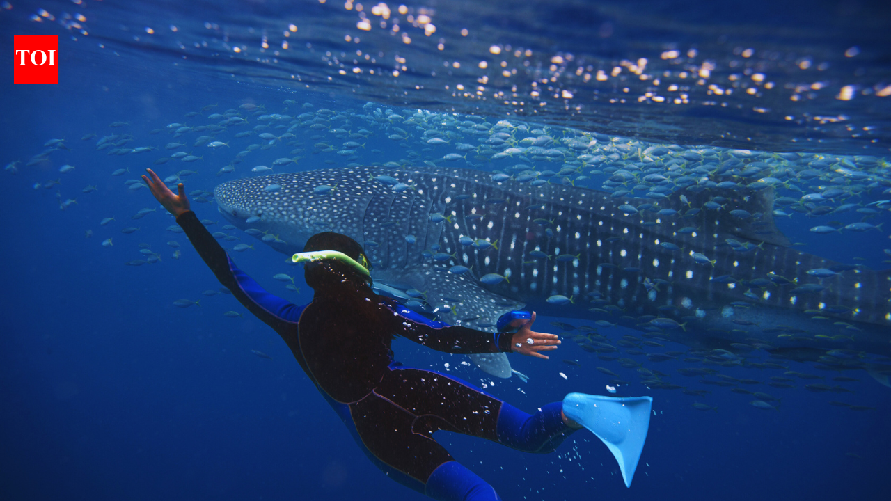 10 largest fish species still swimming our seas, and where they roam