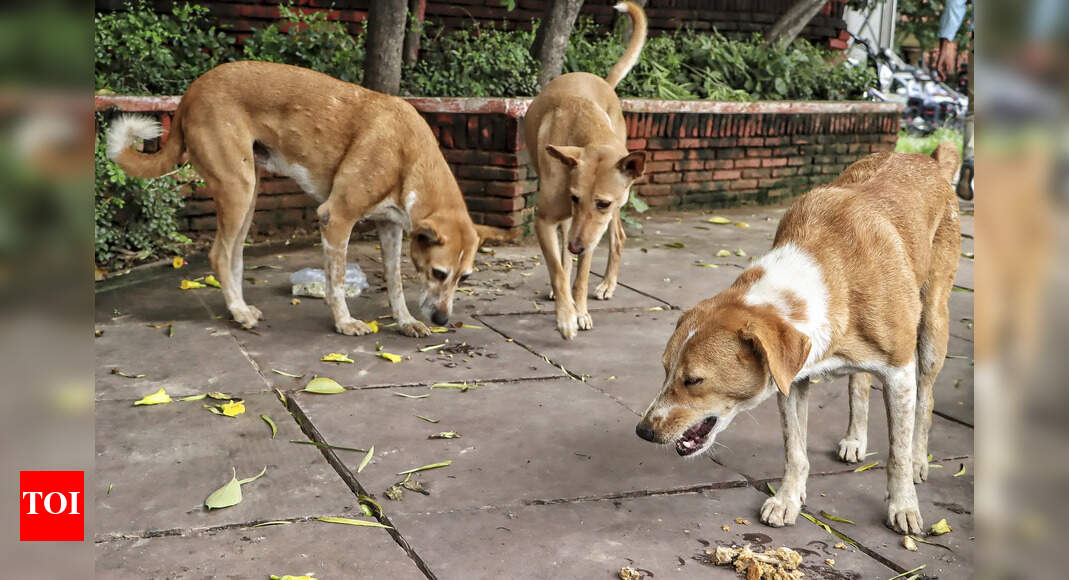 'Give them a better life, don’t throw them out': Former India cricket captain urges compassion for stray dogs