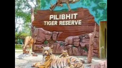 Pilibhit Tiger Reserve introduces new method to count tigers by gender
