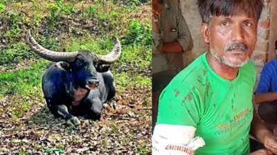  Buffalo saves shepherd from tiger attack in Madhya Pradesh
