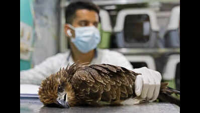 'Bird injuries from kite strings could go up during long weekend ...