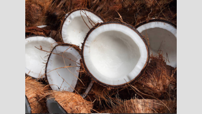 10k subsidised coconuts fly off horticulture corp’s counters