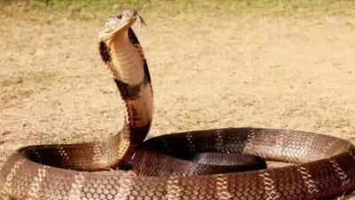 UP shocker: 15-year-old survives cobra bite after 76 anti-venom shots