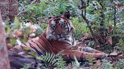 NGT warns Madhya Pradesh govt over Darshan Yatra in Bandhavgarh Tiger Reserve core area; orders SOP, visitor limits