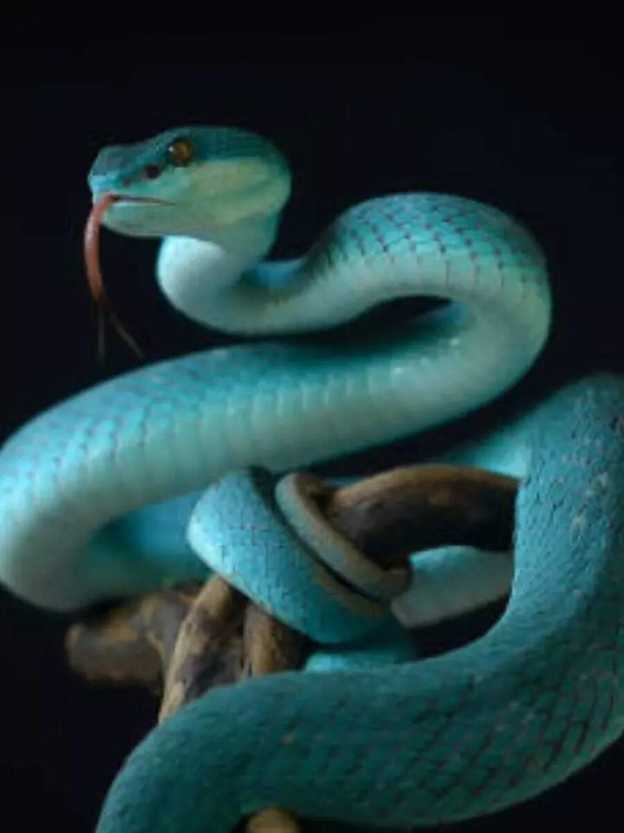 The world’s fastest killers: 10 animals that cause death in seconds