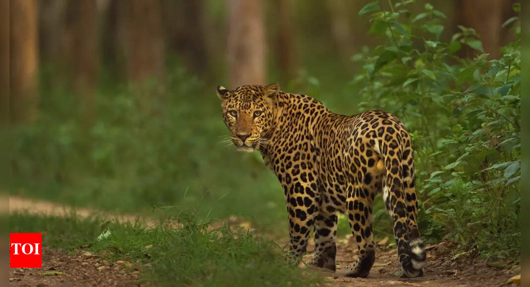 Bengaluru’s Bannerghatta Biological Park faces scrutiny after leopard attack