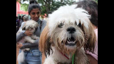 Ill and unwanted: Rising issue over pet dumping in metropolis