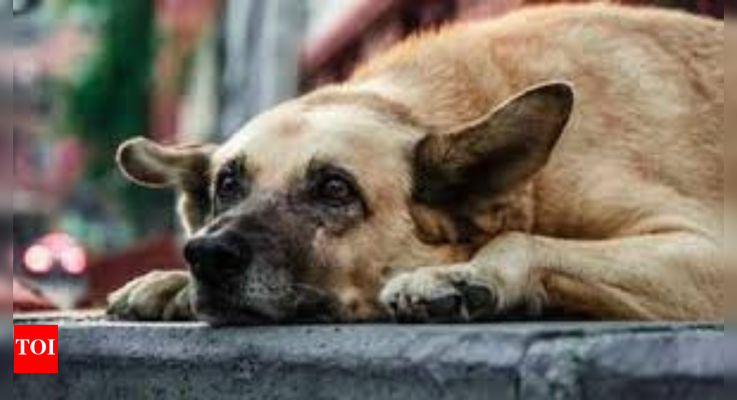Rare political unity: Concern for stray dogs in Delhi-NCR