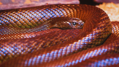 Which country has the most venomous snakes?