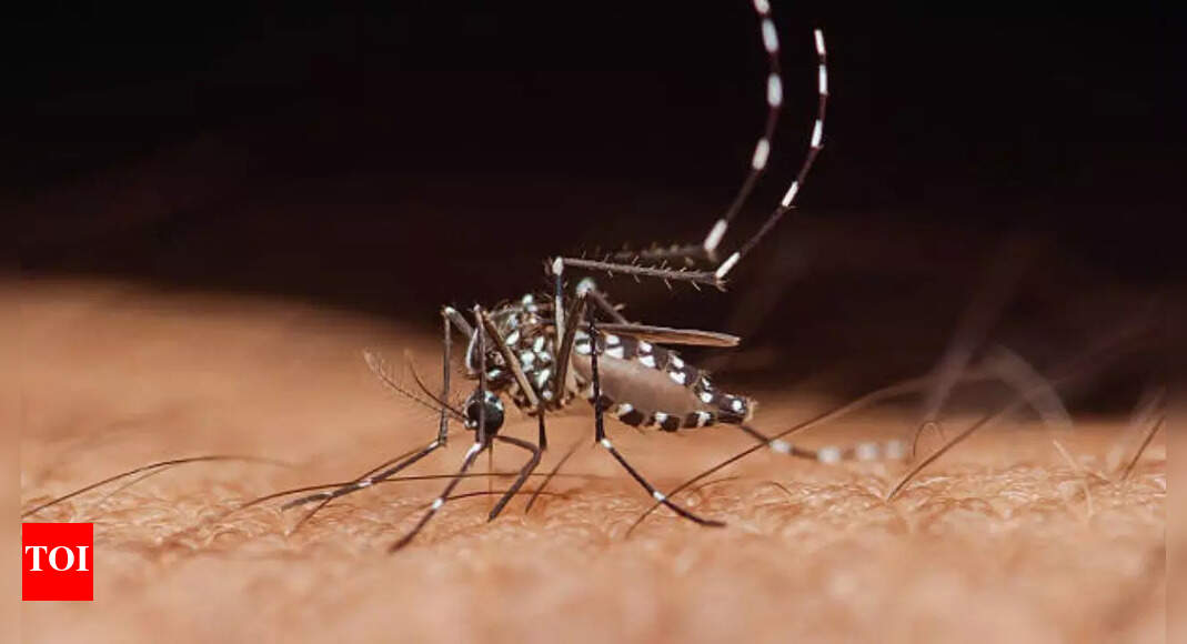 Dengue cases rise again: here’s how to remain safe