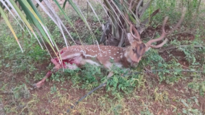 Stray dogs kill spotted deer near Coimbatore