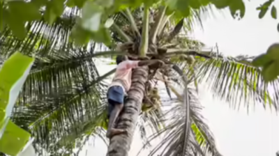 TN coconut farmers say companies and traders have formed syndicate to drive down prices