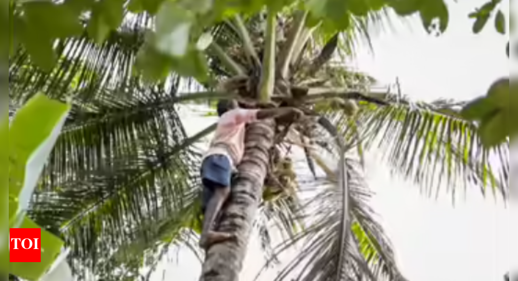TN coconut farmers say companies and traders have formed syndicate to drive down prices