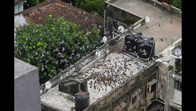 Mumbai civic body says it has received three applications for controlled feeding of pigeons