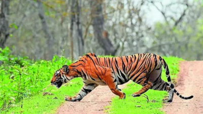 Karnataka lost 75 tigers in 5 years; 13 died of unnatural causes, one in accident