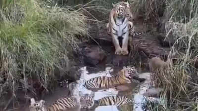  a viral wildlife moment that melted hearts