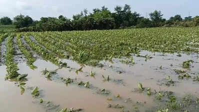 Fields submerged in Yavatmal, farmers stare at heavy crop losses