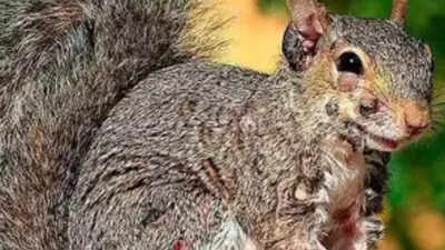 After 'Frankenstein' rabbits, 'zombie squirrels' are haunting Americans
