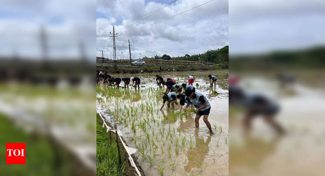 Natipani event aims to revive traditional paddy farming