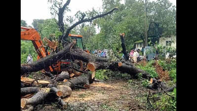 Tree fall backs up traffic for 2 hours on Valpoi-Ponda road