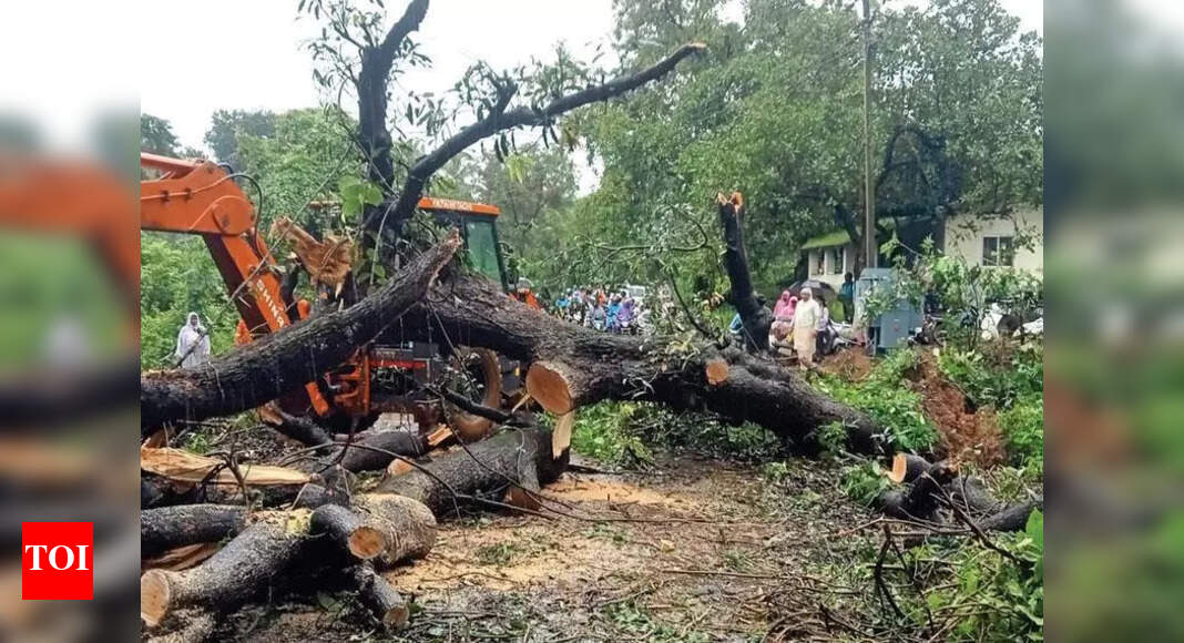 Tree fall backs up traffic for 2 hours on Valpoi-Ponda road