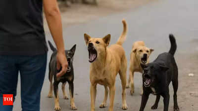 Goa considers identifying land for stray dog shelters