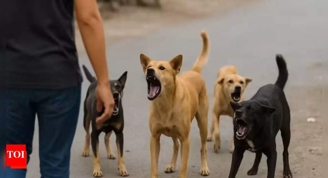 Goa considers identifying land for stray dog shelters
