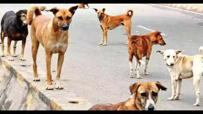  4-year-old Davanagere girl mauled in April succumbs to rabies in Bengaluru; battled for 4 months with ‘dumb rabies’