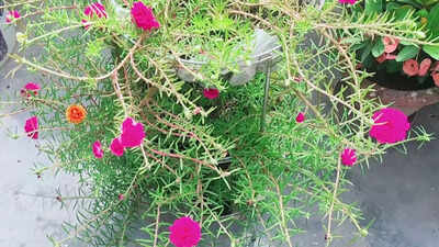  A must-grow monsoon creeper for home and garden