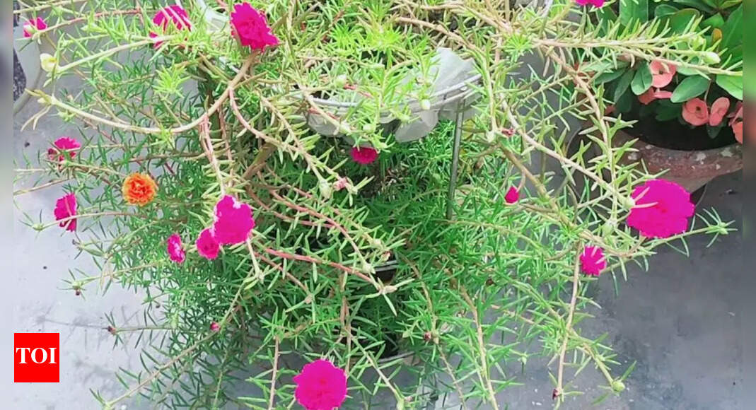 Lakshman Booti or Guldhari vine: A must-grow monsoon creeper for home and garden