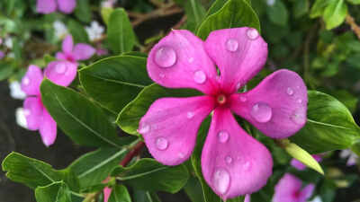  How to manage plant stress in the monsoon season