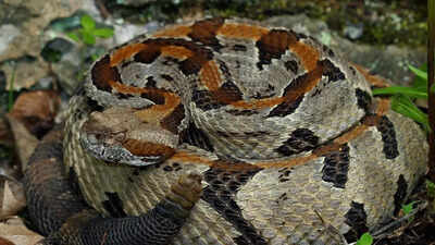 Timber rattlesnake bite kills Tennessee hiker at Savage Gulf State Park; experts urge snake safety precautions for hikers