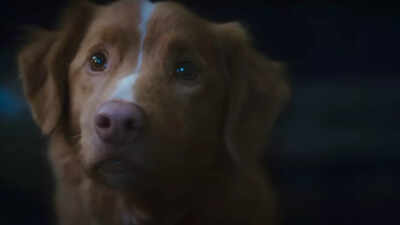  Loyal dog Indy faces the terrors of the supernatural in this thrilling film - WATCH