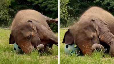 Watch: Why this video of an elephant playing with a ball has the internet talking