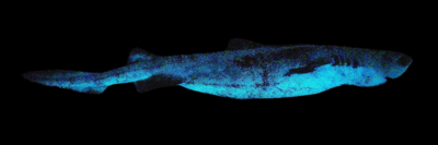 Meet the world’s largest bioluminescent predator discovered underwater