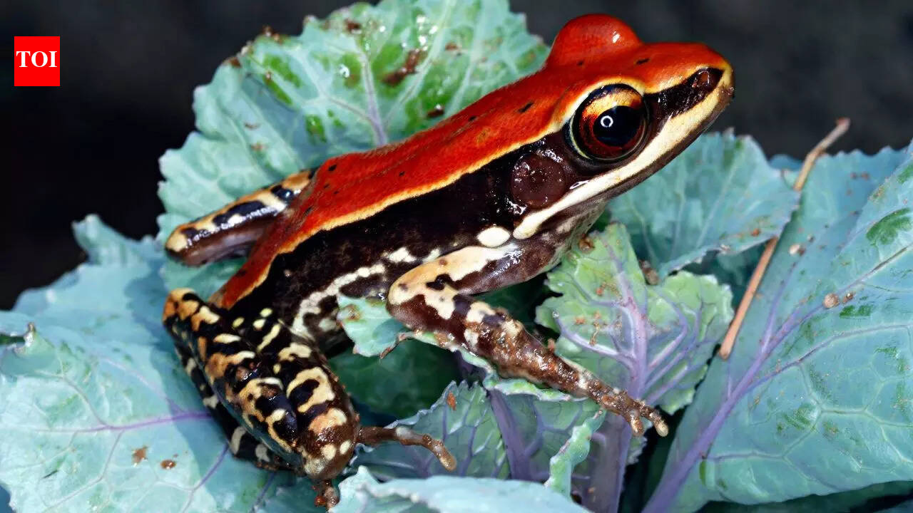 Meet 5 stunning frogs and discover how they got their incredible colours