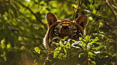Largest tiger reserve in India; all you need to know