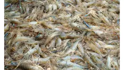 रेडियोधर्मी चिंराट पाए गए? एफडीए कुछ जमे हुए श्रिप्स का सेवन करने के खिलाफ चेतावनी देता है; संभावित सीज़ियम -137 संदूषण का हवाला देते हैं