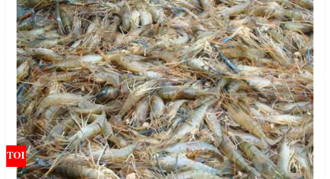 Radioactive shrimps found? FDA warns against consuming certain frozen shrips; cites potential Cesium-137 contamination | World News