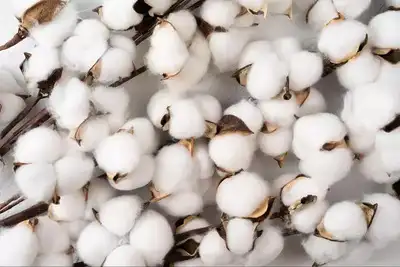 Govt waives 11% duty on cotton imports for 40 days