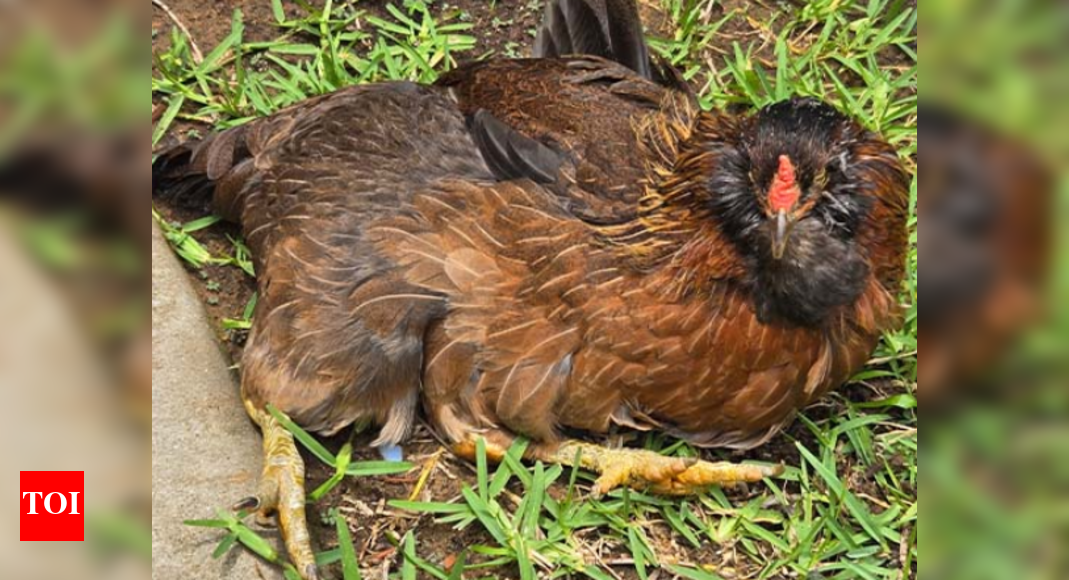 Meet Pearl: The oldest living Chicken in the world who enjoys wandering in sunshine!