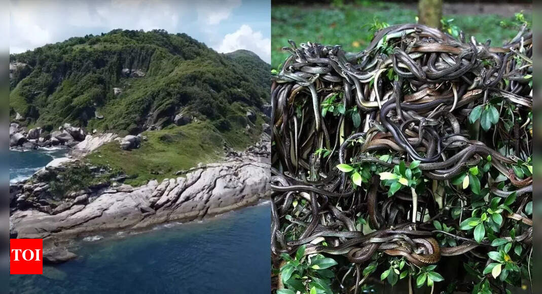 Snake Island secrets: Home to deadly snakes, banned to humans