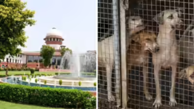 No kennel space, can't take in more stray dogs, ABC centres tell MCD