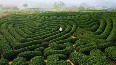 What's inside the world's largest maze?