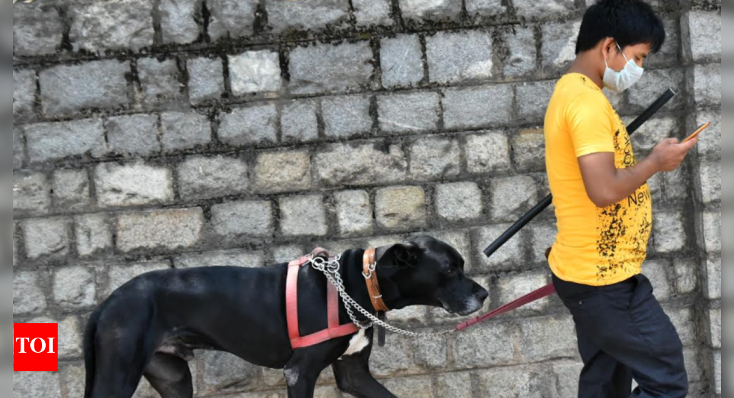 Muzzle and leash your dogs in public, GCC tells Chennai pet owners